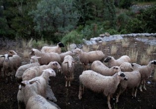 Εντατικά μέτρα αστυνόμευσης για τους κτηνοτρόφους αλλά μόνο ένα εργαστήριο για μοριακά τεστ λίγο πριν το Πάσχα