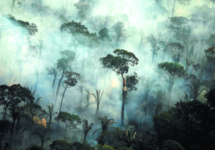 Ποια τρόφιμα ευθύνονται περισσότερο για την καταστροφή δασών; Το βοδινό έρχεται πρώτο