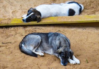 Θεσσαλονίκη: Σε άθλιες συνθήκες ζούσαν 68 σκυλιά – Σύλληψη 55χρονου και πρόστιμο 68.500 ευρώ