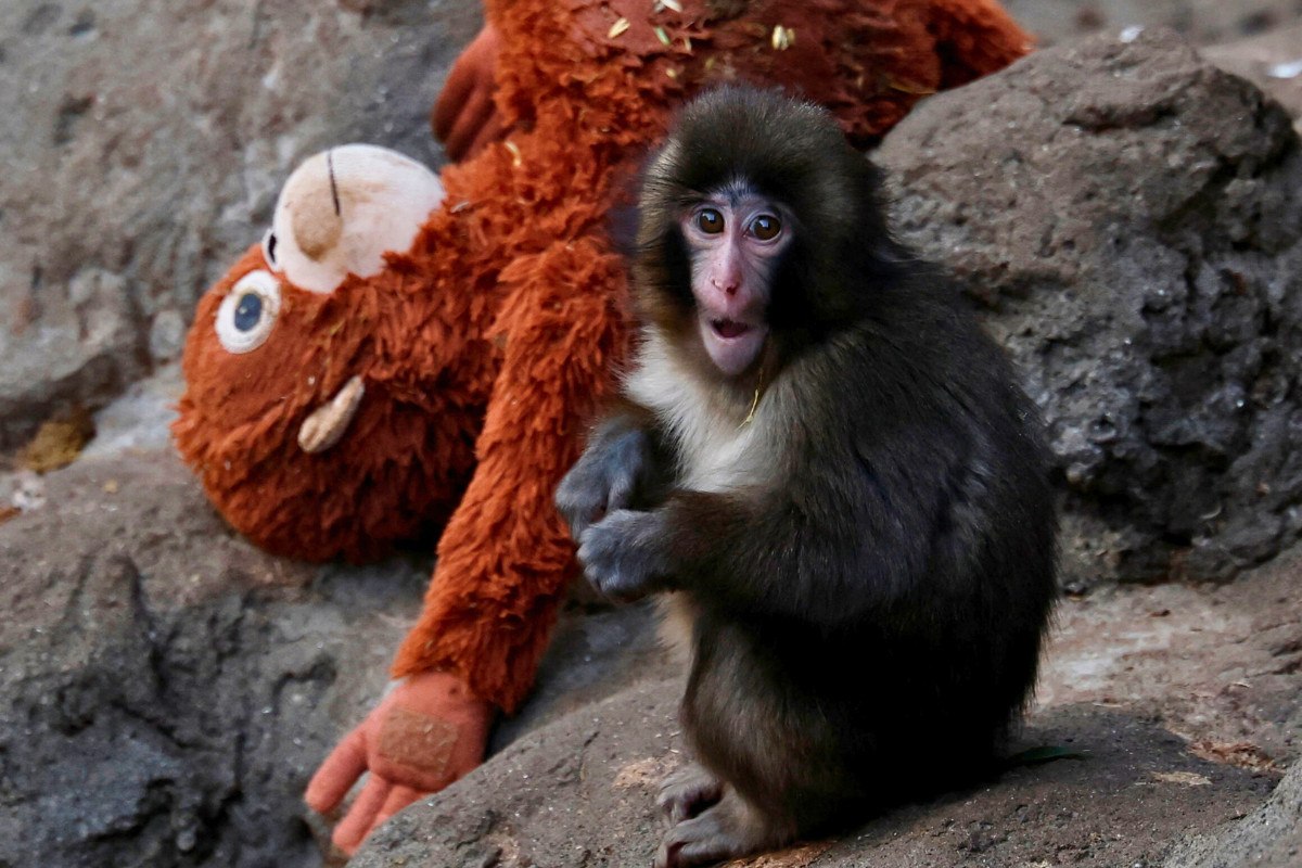 Όχι άλλο λούτρινο: O Παντς, το μωρό μακάκος που συγκίνησε το διαδίκτυο, έχει πλέον αληθινή αγκαλιά