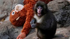 Όχι άλλο λούτρινο: O Παντς, το μωρό μακάκος που συγκίνησε το διαδίκτυο, έχει πλέον αληθινή αγκαλιά
