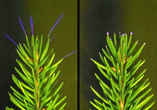 Οι κορυφές των δέντρων εκπέμπουν λάμψεις στη διάρκεια καταιγίδων – Υπεριώδης κάμερα αποκαλύπτει