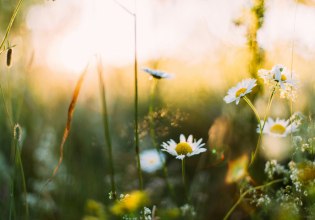 Eαρινή Ισημερία 2026: Τι ώρα μπαίνει επίσημα η άνοιξη