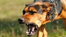 Λιτόχωρο: Στην εντατική τουρίστρια μετά από επίθεση αγέλης σκύλων