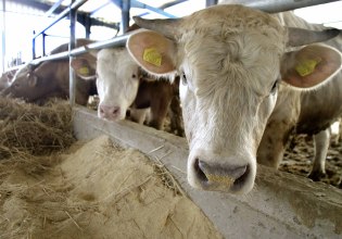 ΣΥΡΙΖΑ: Μετά την ευλογιά, ο αφθώδης πυρετός θα «ξεπαστρέψει» οριστικά και αμετάκλητα την κτηνοτροφία;