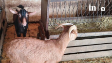 Αμπελόκηποι: Αυτή είναι η παράνομη στάνη με κατσίκες και κοτόπουλα στον 16ο όροφο του Πύργου Αθηνών