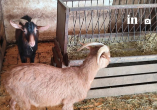 Αμπελόκηποι: Αυτή είναι η παράνομη στάνη με κατσίκες και κοτόπουλα στον 16ο όροφο του Πύργου Αθηνών