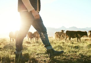 Ευλογιά προβάτων: Το αίτημα της Θεσσαλίας για την διαχείριση της κρίσης στην κτηνοτροφία