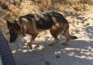 Αγωνία για 62χρονο που εξαφανίστηκε στο Αλιβέρι