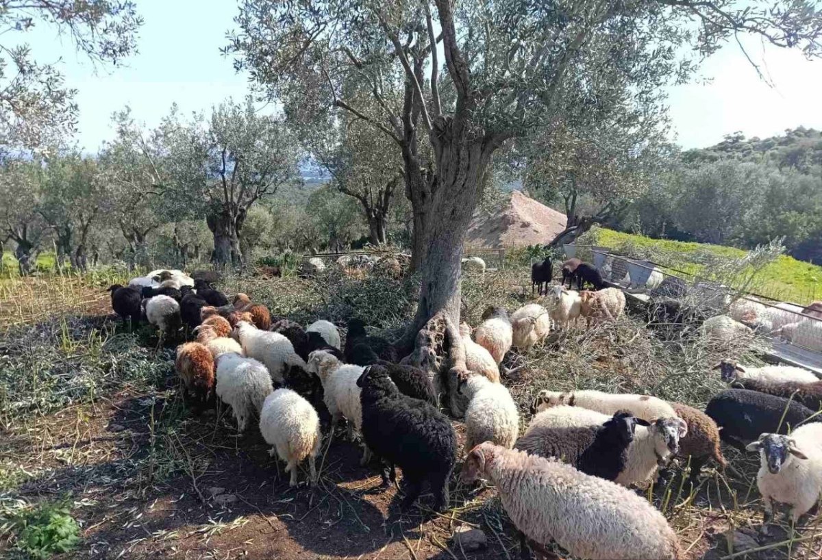 Αφθώδης πυρετός: «Είχα 130 αρνιά να δώσω για το Πάσχα. Τώρα προσεύχομαι να μην μου τα ρίξουν στο λάκκο»