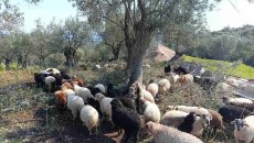 Αφθώδης πυρετός: «Είχα 130 αρνιά να δώσω για το Πάσχα. Τώρα προσεύχομαι να μην μου τα ρίξουν στο λάκκο»