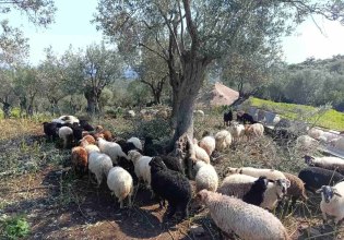 Αφθώδης πυρετός: «Είχα 130 αρνιά να δώσω για το Πάσχα. Τώρα προσεύχομαι να μην μου τα ρίξουν στο λάκκο»