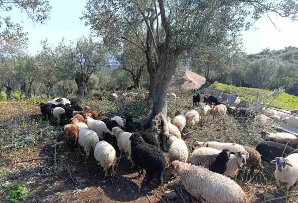 Αφθώδης πυρετός: «Είχα 130 αρνιά να δώσω για το Πάσχα. Τώρα προσεύχομαι να μην μου τα ρίξουν στο λάκκο»