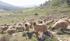 Ευλογιά προβάτων: Το αίτημα της Θεσσαλίας για την διαχείριση της κρίσης στην κτηνοτροφία