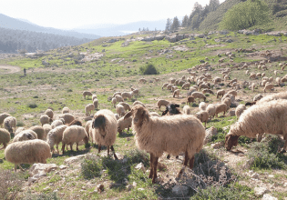 Ευλογιά προβάτων: Το αίτημα της Θεσσαλίας για την διαχείριση της κρίσης στην κτηνοτροφία