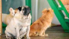 Γενετικές αναλύσεις αποκαλύπτουν τον αρχαιότερο γνωστό σκύλο