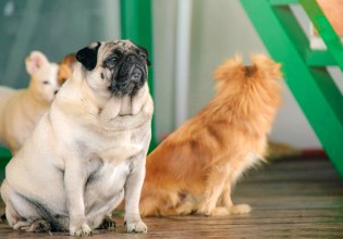 Γενετικές αναλύσεις αποκαλύπτουν τον αρχαιότερο γνωστό σκύλο