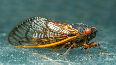 Σκάει ο τζίτζικας – Ακόμα και τα έντομα στους τροπικούς δεν αντέχουν τη ζέστη της κλιματικής αλλαγής