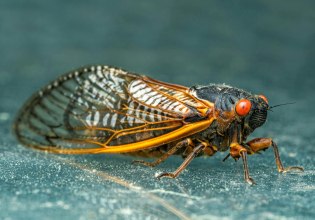 Σκάει ο τζίτζικας – Ακόμα και τα έντομα στους τροπικούς δεν αντέχουν τη ζέστη της κλιματικής αλλαγής