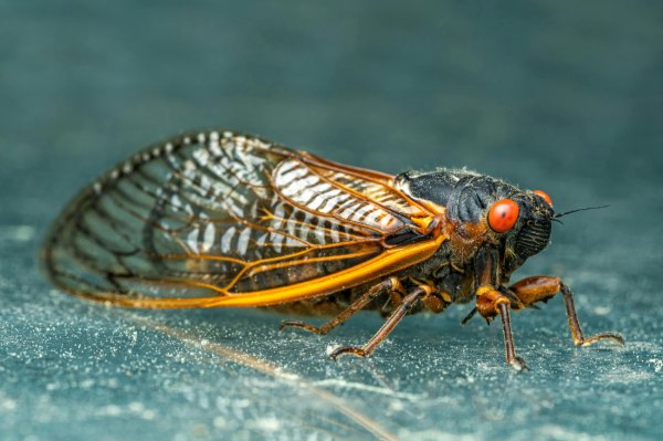 Σκάει ο τζίτζικας – Ακόμα και τα έντομα στους τροπικούς δεν αντέχουν τη ζέστη της κλιματικής αλλαγής