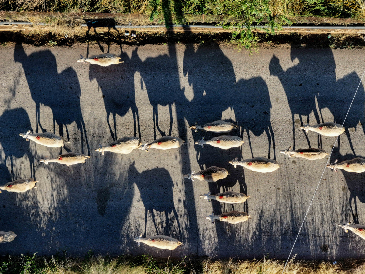 Ιθάκη: Εντοπίστηκε το πρώτο κρούσμα ευλογιάς των αιγοπροβάτων
