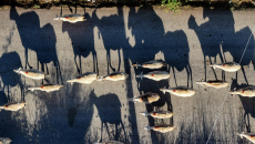 Ιθάκη: Εντοπίστηκε το πρώτο κρούσμα ευλογιάς των αιγοπροβάτων