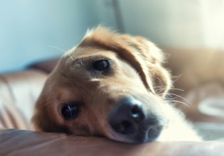 Εγκαταλείπουν σκύλους και γάτες καθώς φεύγουν από το Ντουμπάι λόγω πολέμου