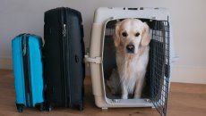 Ειδική πτήση επαναπατρισμού για Έλληνες πολίτες με κατοικίδια