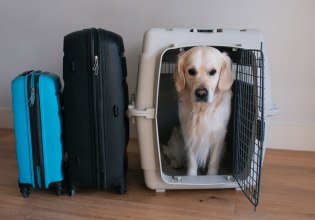 Ειδική πτήση επαναπατρισμού για Έλληνες πολίτες με κατοικίδια