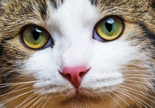 Τα αναπάντεχα (καρκινικά) κοινά μεταξύ γάτας και ανθρώπου