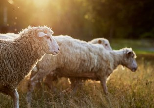 Ευλογιά προβάτων: Αγώνας δρόμου για το Πάσχα – Το τεστ για τις σφαγές