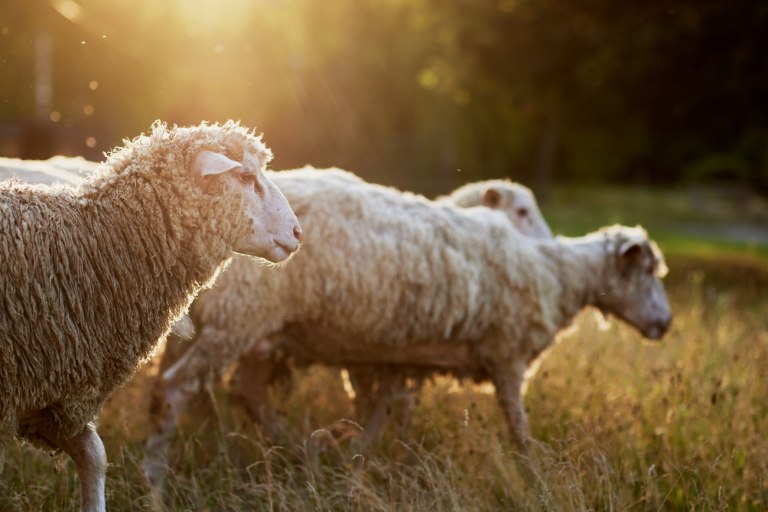 Ευλογιά προβάτων: Αγώνας δρόμου για το Πάσχα – Το τεστ για τις σφαγές