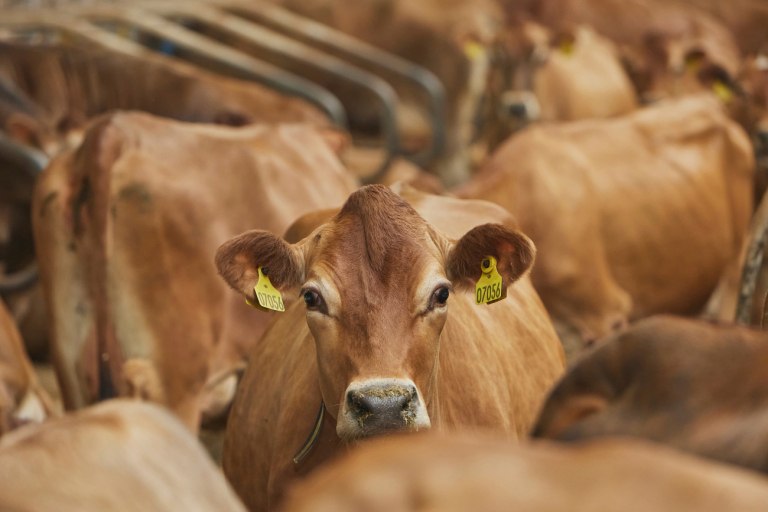Σχέδιο έκτακτης ανάγκης για το κρούσμα αφθώδους πυρετού