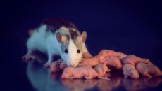 Eκθεση σε φυτοφάρμακο δείχνει να επηρεάζει την υγεία για 20 γενιές