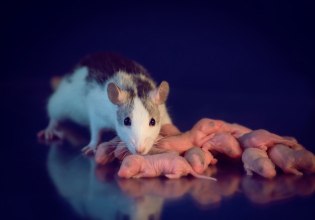 Eκθεση σε φυτοφάρμακο δείχνει να επηρεάζει την υγεία για 20 γενιές