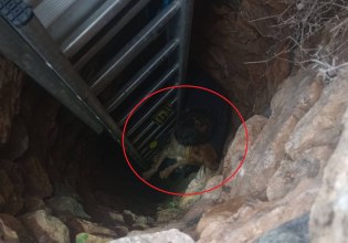 Σύρος: Επιχείρηση διάσωσης σκύλου που είχε πέσει σε πηγάδι βάθους 15 μέτρων