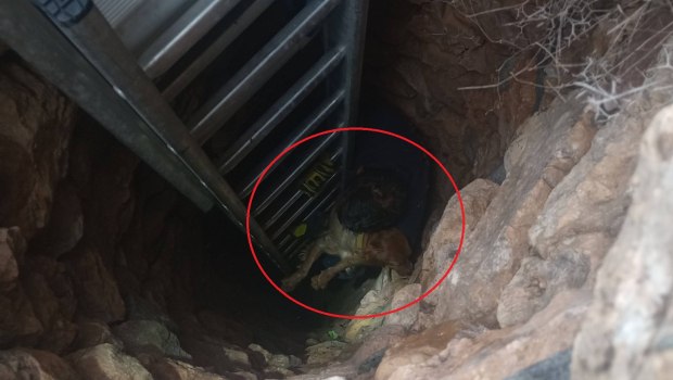 Σύρος: Επιχείρηση διάσωσης σκύλου που είχε πέσει σε πηγάδι βάθους 15 μέτρων