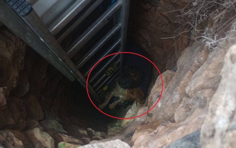 Σύρος: Επιχείρηση διάσωσης σκύλου που είχε πέσει σε πηγάδι βάθους 15 μέτρων