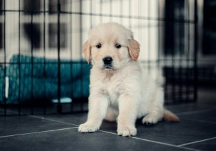 Θεσσαλονίκη: Βαρύ πρόστιμο σε 62χρονο που εγκατέλειψε δύο κουτάβια