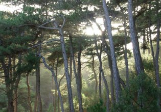 Εθνικό Πάρκο Δαδιάς: Έγκλημα κατά της άγριας ζωής