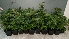 Θεσσαλονίκη: Συνελήφθη 47χρονος που είχε εγκαταστήσει εργαστήριο υδροπονικής καλλιέργειας κάνναβης σε διαμέρισμα