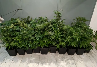 Θεσσαλονίκη: Συνελήφθη 47χρονος που είχε εγκαταστήσει εργαστήριο υδροπονικής καλλιέργειας κάνναβης σε διαμέρισμα