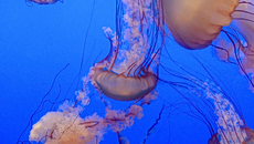 Μωβ και καφέ μέδουσες κατακλύζουν τις θάλασσες του ευβοϊκού κόλπου – Ανησυχία από τους κατοίκους