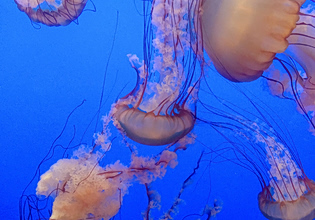 Μωβ και καφέ μέδουσες κατακλύζουν τις θάλασσες του ευβοϊκού κόλπου – Ανησυχία από τους κατοίκους