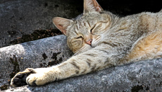 Γαλλία: Τιμωρήθηκε με πρόστιμο 100 ευρώ επειδή ο γάτος της έκοβε βόλτες την αυλή του γείτονα