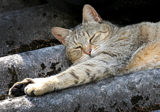 Γαλλία: Τιμωρήθηκε με πρόστιμο 100 ευρώ επειδή ο γάτος της έκοβε βόλτες την αυλή του γείτονα