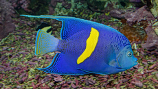 Εντυπωσιακό ψάρι του Ινδικού Ωκεανού εντοπίστηκε για πρώτη φορά στην Ελλάδα