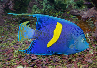 Εντυπωσιακό ψάρι του Ινδικού Ωκεανού εντοπίστηκε για πρώτη φορά στην Ελλάδα