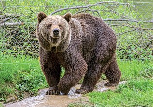 Φονική επίθεση αρκούδας στην Πολωνία – Νεκρή 58χρονη