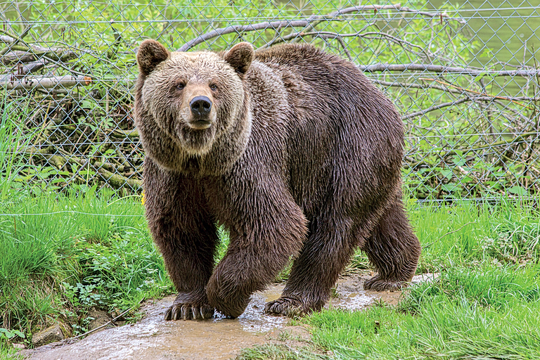 Φονική επίθεση αρκούδας στην Πολωνία - Νεκρή 58χρονη
